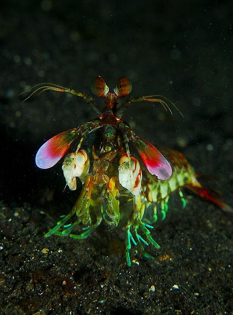 Mantis_shrimp